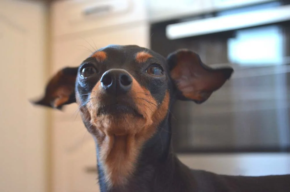 Algumas fotos de cachorro Pinscher centralizadas no rosto do animal podem ficar muito boas