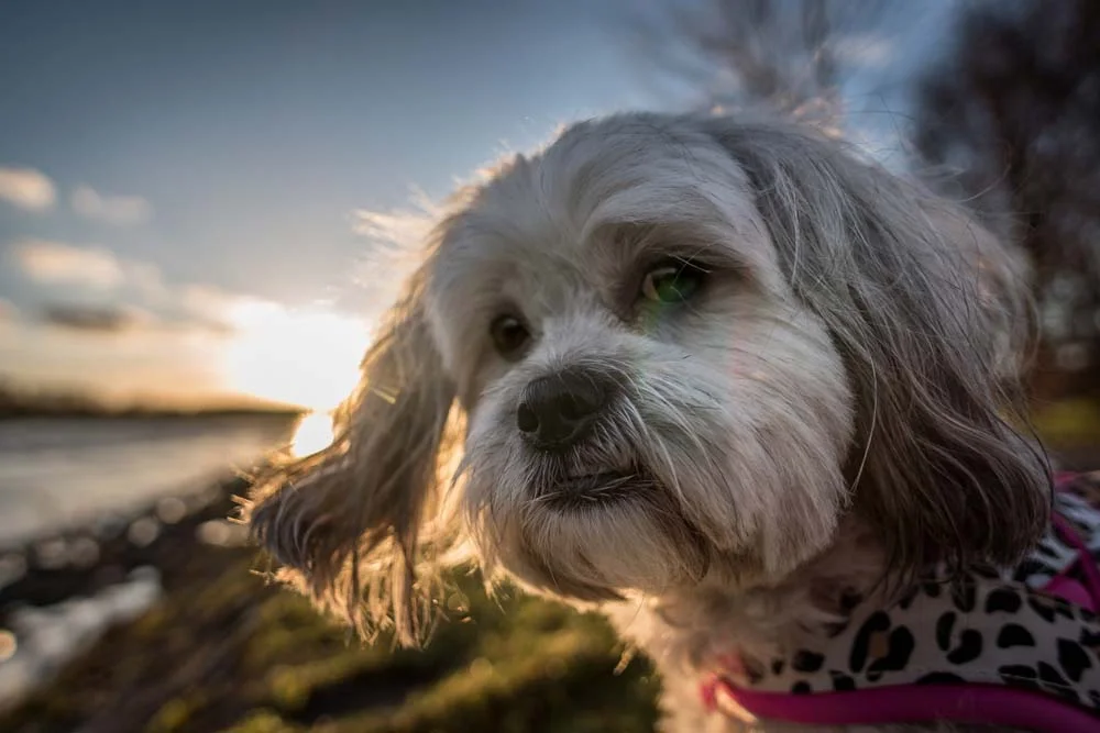 As fotos de cachorro Shih Tzu ficam lindas em paisagens