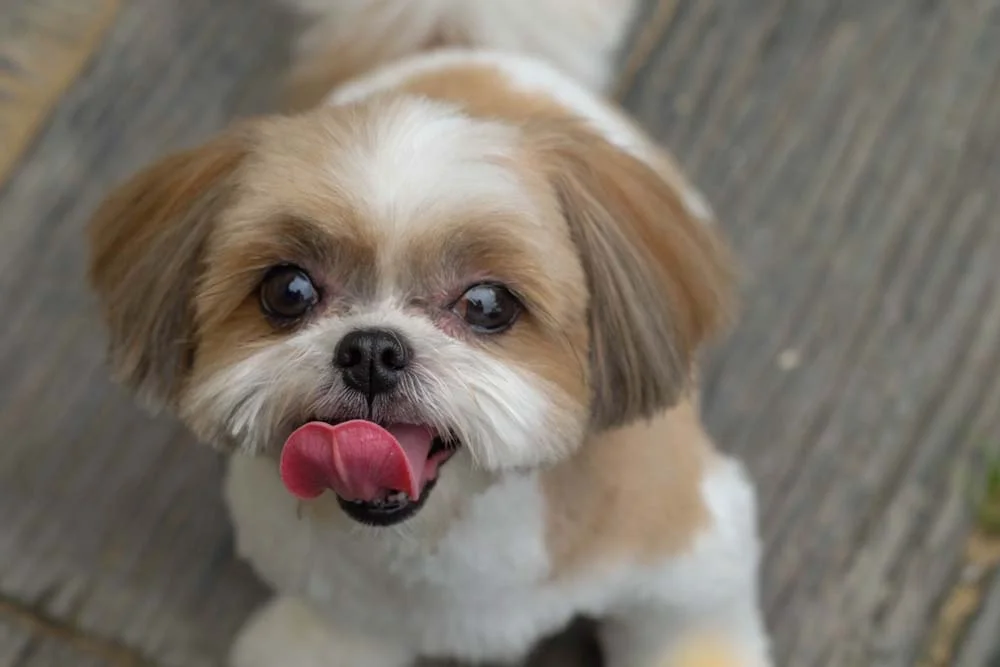 Aproveite o momento de dar o petiscos para tirar fotos de cachorro Shih Tzu com a linguinha para fora