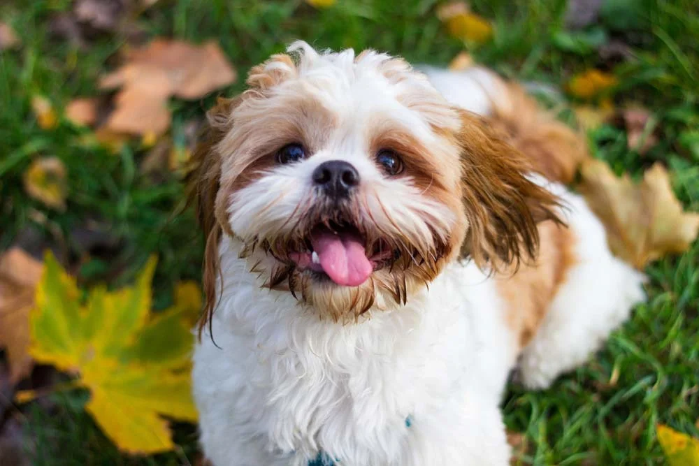 O Shih Tzu é um cãozinho muito fofo e fotogênico