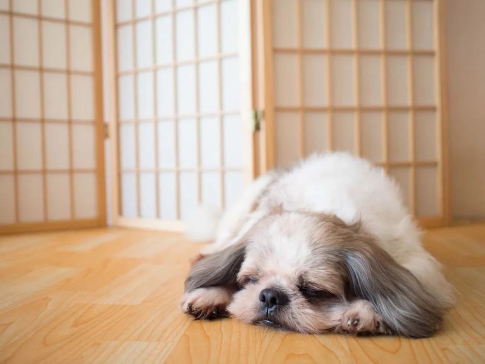 Tirar fotos de cachorro Shih Tzu dormindo é um hábito dos pais de pet corujas