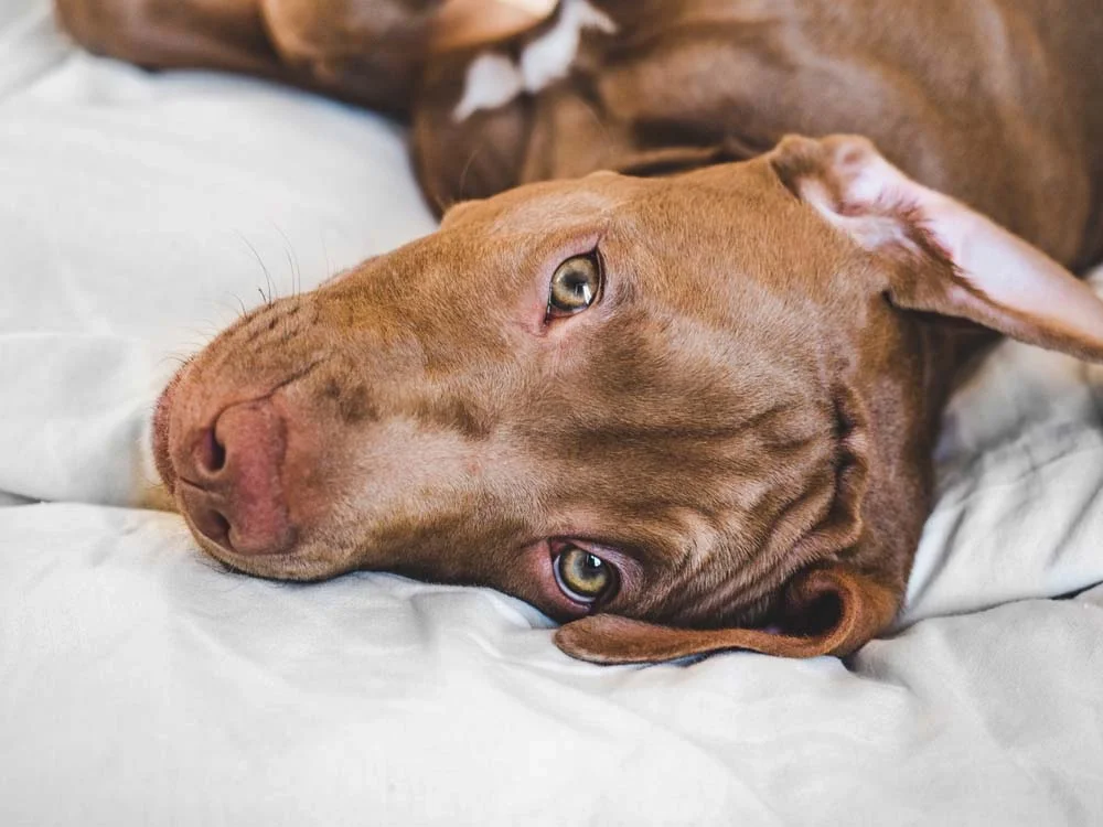 Uma foto de cachorro Pitbull focado no rosto deixa qualquer um babando
