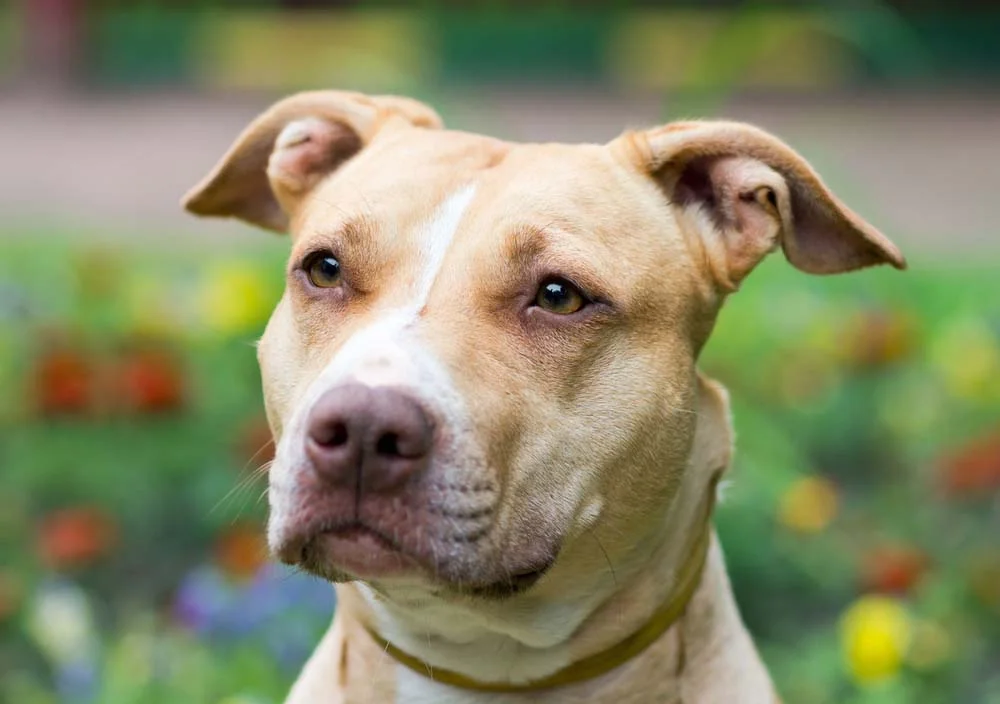 Elegância é o segundo nome da raça de cachorro Pitbull e isso transparece nas fotografias