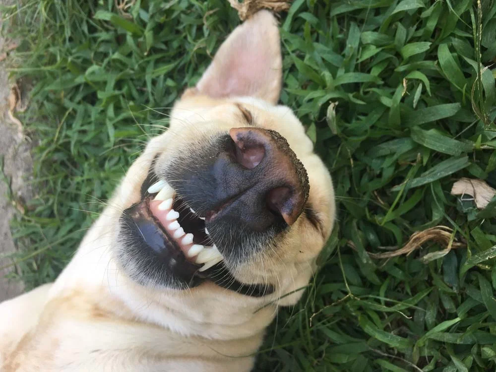 Foto de cachorro engraçado e sorridente faz qualquer um morrer de amores