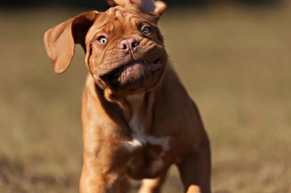 Foto de cachorro engraçado: um registro hilário pode acontecer quando menos se espera