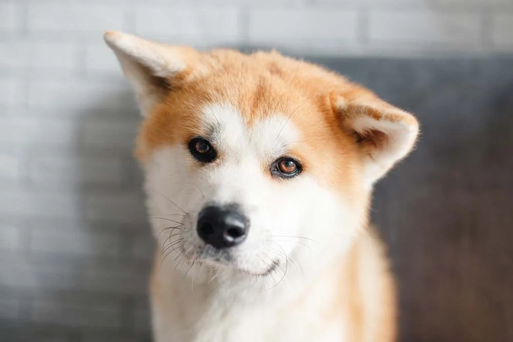 Akita é um cachorro mais independente que demanda cuidado na hora de ser educado