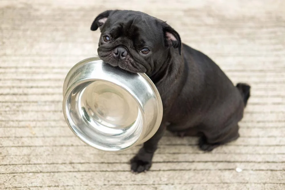 Fotos de cachorros fofos: é impossível não ficar apaixonado por um Pug pedindo comida