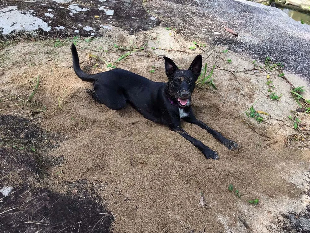Esse clique do vira-lata Bowie brincando com areia é uma típica foto de cachorro engraçado