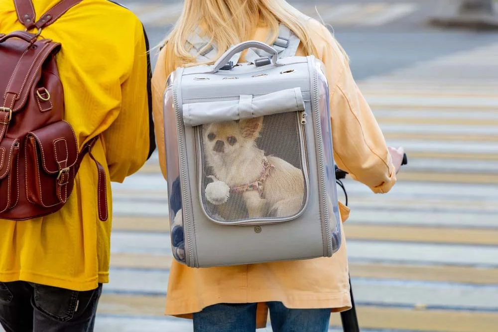 Mochila para carregar cachorro com tela garante a segurança do cãozinho