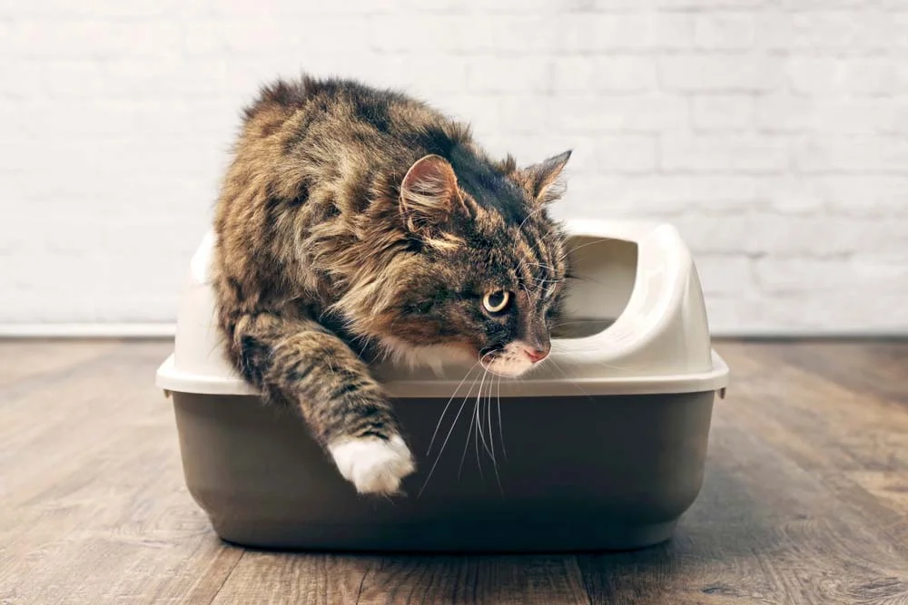Banheiro de gato: caixa de areia com peneira é uma boa opção para evitar desperdícios