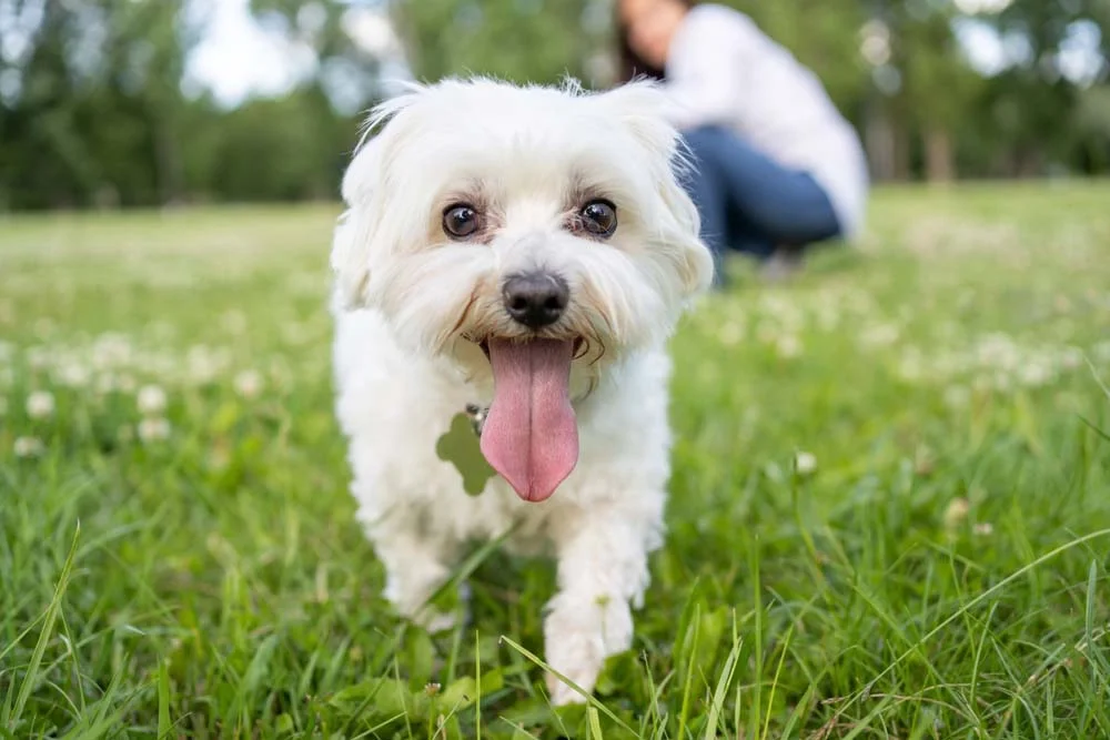 O Maltês é uma das raças de cachorro pequeno e peludo mais amado