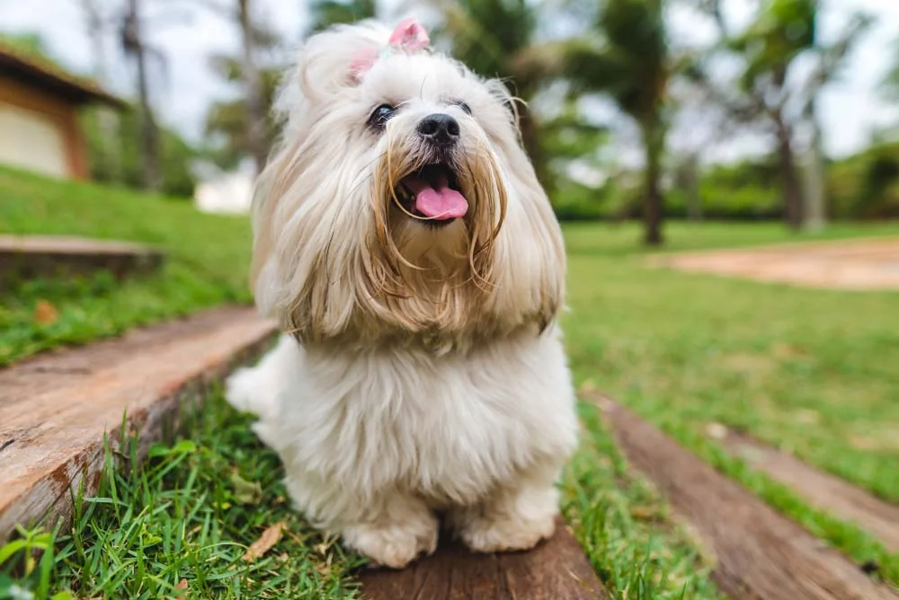 O Lhasa Apso é um cachorro de raça peluda que possui muita energia para brincar
