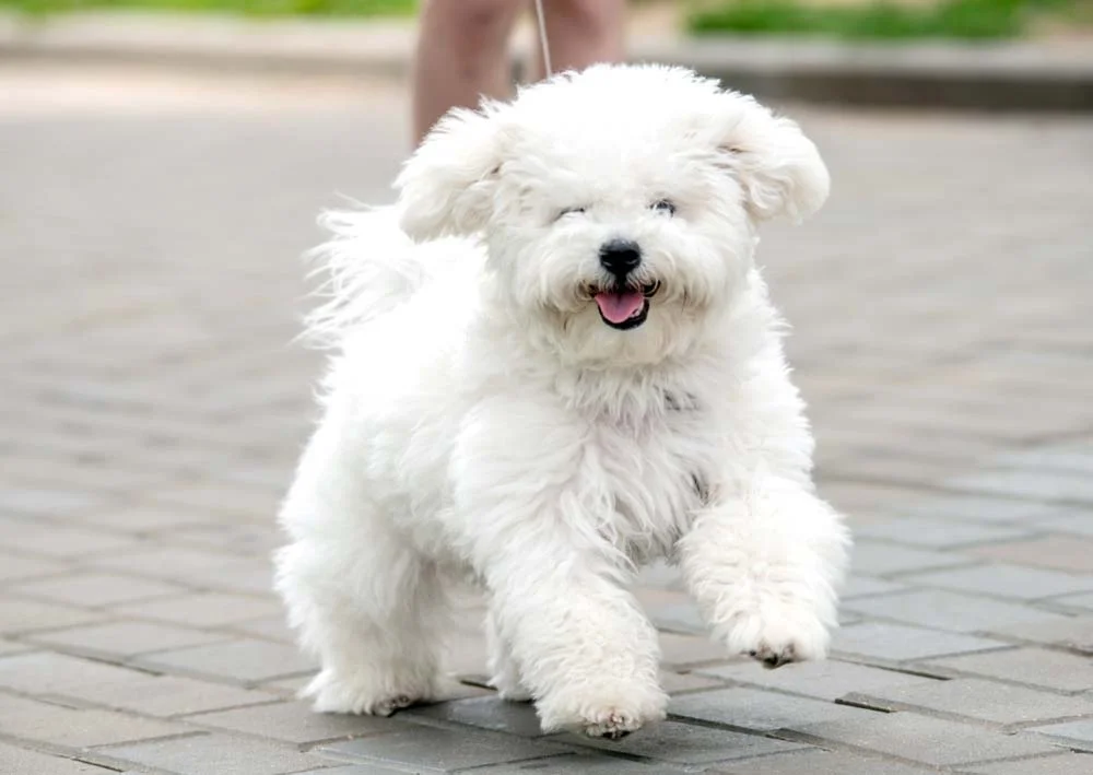 O Bichon Frisé é um cachorro peludinho fofinho que possui uma pelagem branca incrível