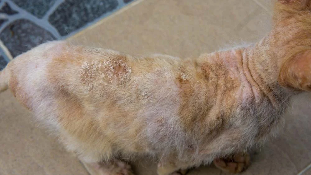 Dermatofitose em gatos: saiba mais sobre essa doença muito comum