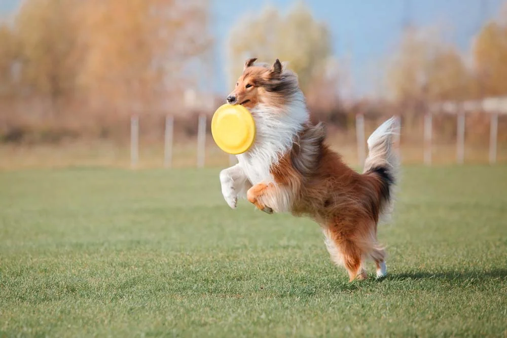 O cão da raça Collie ama uma boa brincadeira ao ar livre