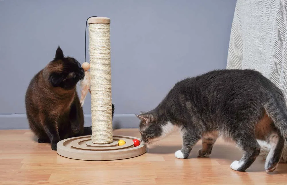O arranhador de gato estilo poste ou mastro pode vir acompanhado de outros brinquedos