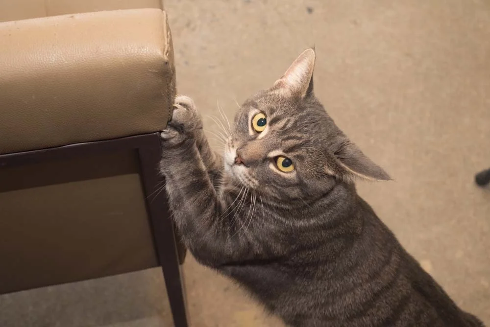 O arranhador de gato para sofá é uma forma de evitar que as garras do pet destruam os móveis da casa