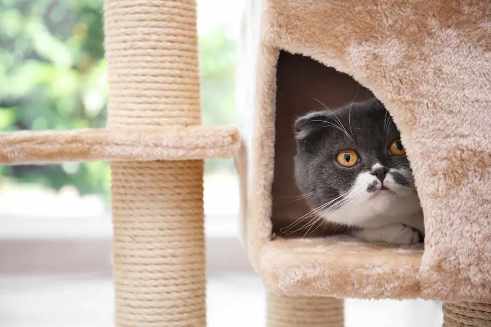 O arranhador para gatos com casinha é perfeito para gatos que gostam de se esconder