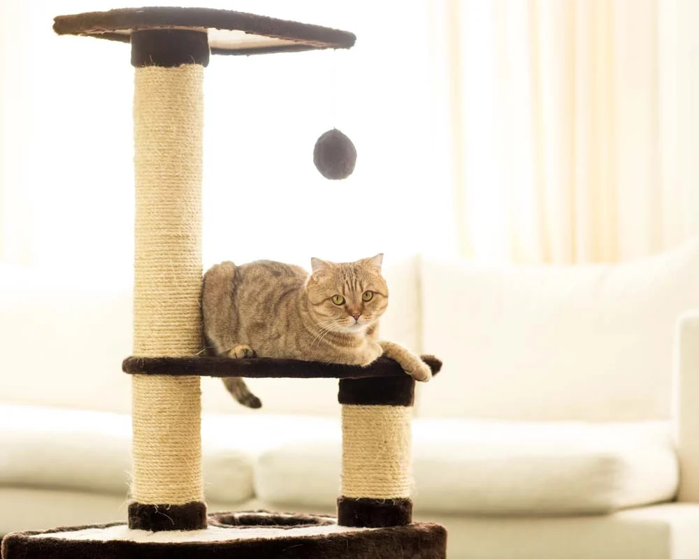 O arranhador para gatos com andares satisfaz a vontade que o bichano tem de escalar os móveis