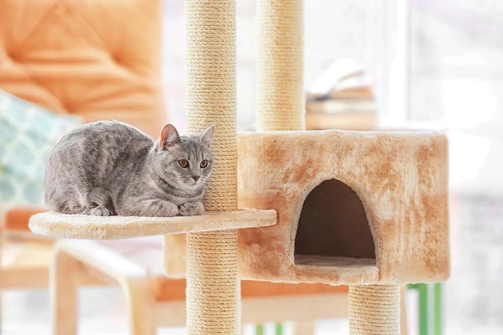 Em alguns casos, o arranhador de gato com andares também pode vir acoplado com uma casinha