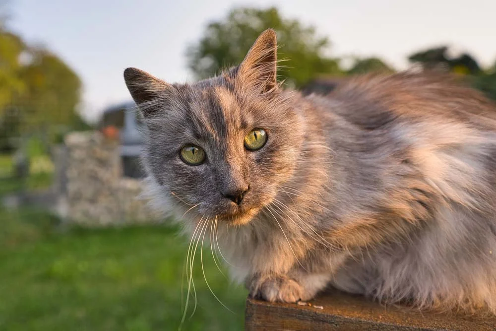 O gato Angorá pode ter uma coloração lilás acinzentada