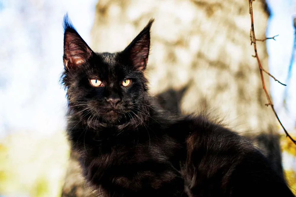 Popular, o gato da raça Maine Coon preto é um dos preferidos dos tutores