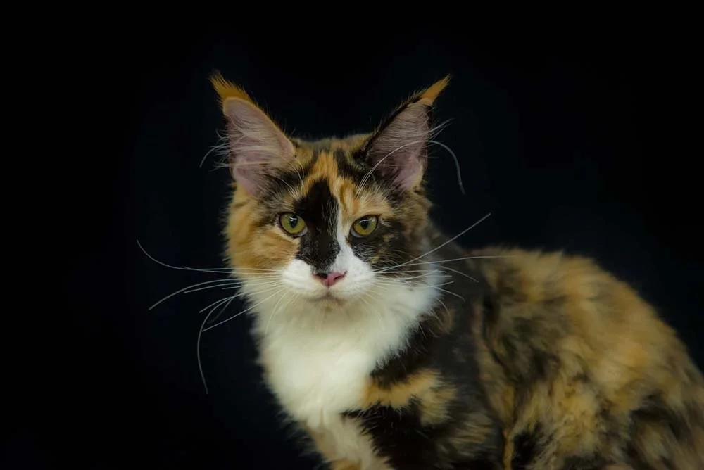 Raça de gato Maine Coon: exemplar tricolor não é tão comum, mas pode ser encontrado