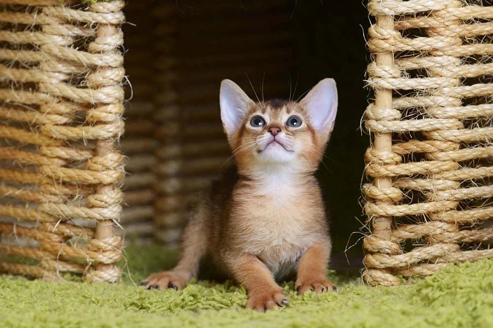 O filhote de gato Abissínio é muito curioso, traço marcante de sua personalidade inteligente