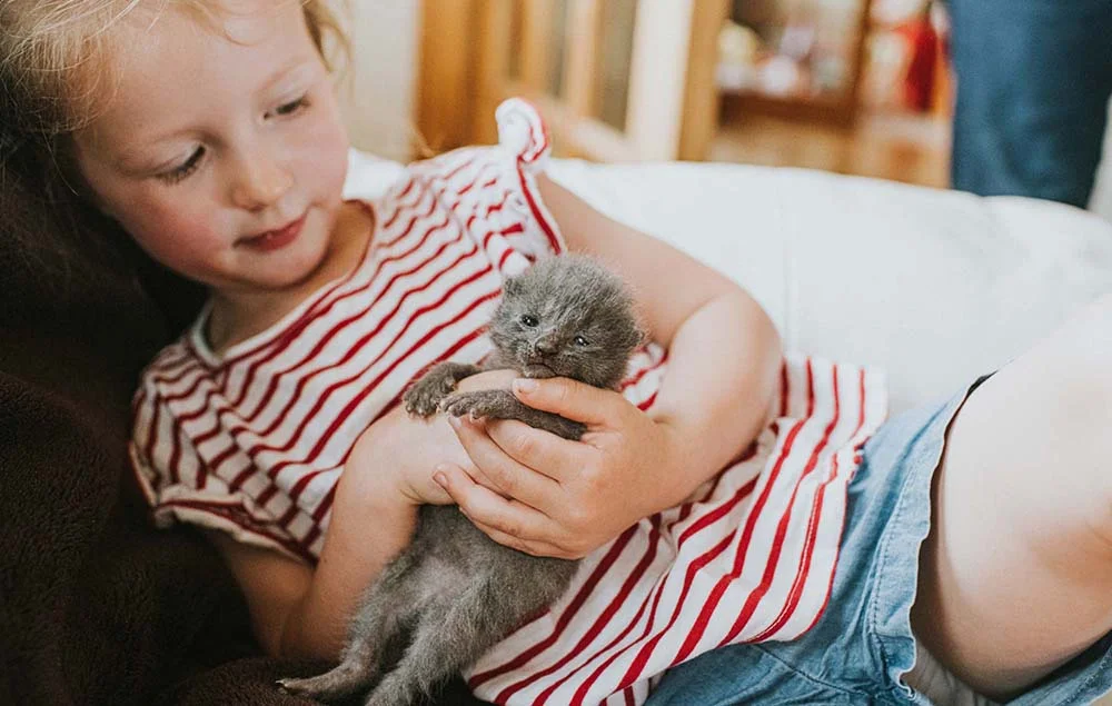 Raça: gato cinza possui temperamento perfeito para crianças