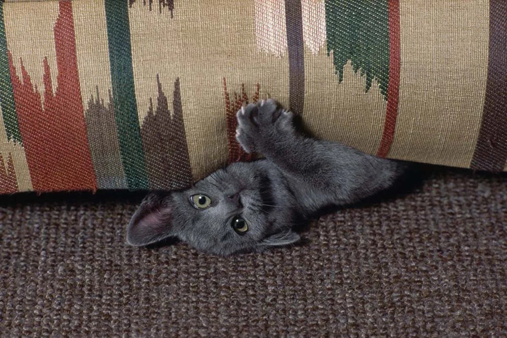 A raça do gato cinza Korat possui características físicas únicas