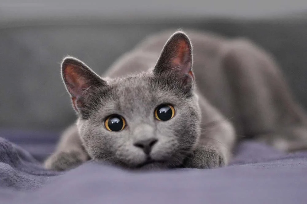 O gato Azul Russo filhote é dócil e ama ficar com a família
