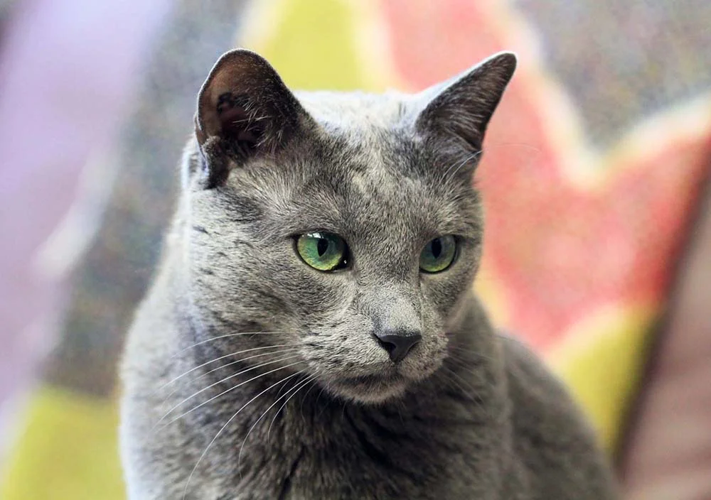 Os traços do gato Azul Russo são marcantes, garantindo uma aparência peculiar