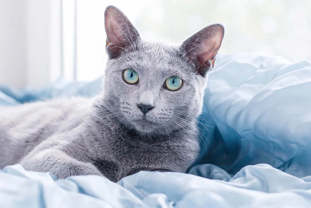 Fotos de gato Azul mostram como é a pelagem azul acinzentada da raça rara