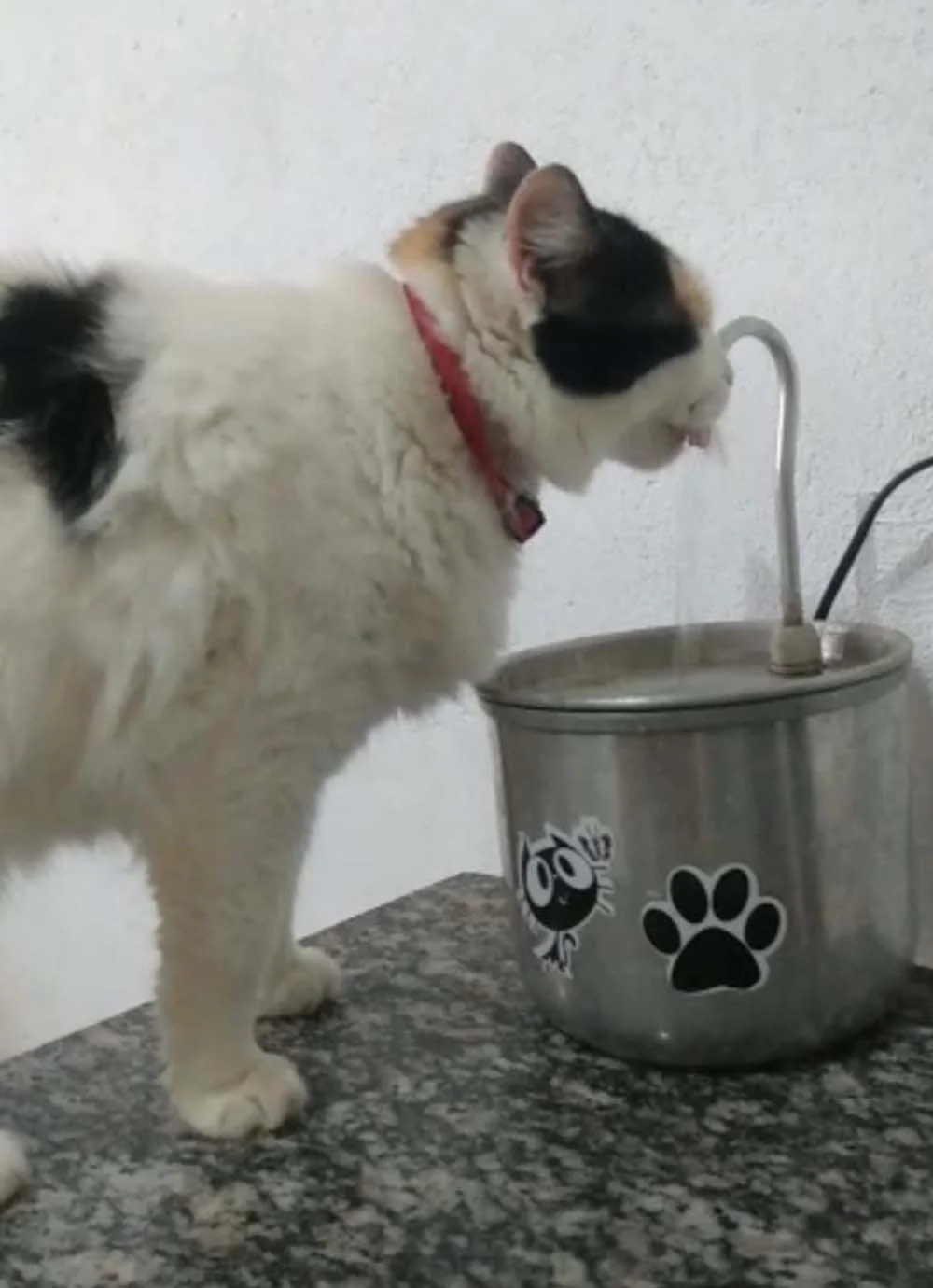 A gata Carinho ama beber água na sua fonte de inox