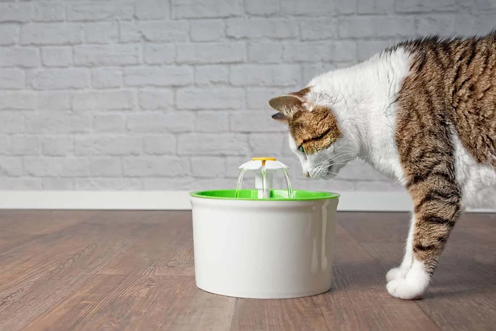 A fonte para gatos de plástico é uma das mais comuns e pode ser encontrada em qualquer petshop