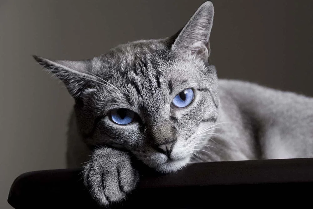 Gato cinza: olho azul do vira-lata é apaixonante