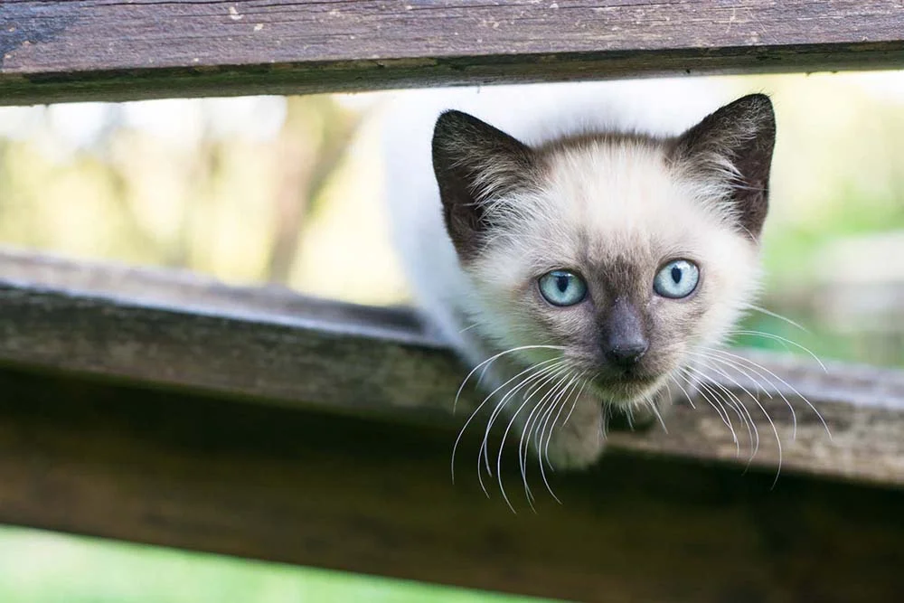 Filhote: gato cinza da raça Siamês é um dos mais procurados