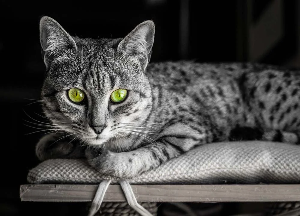 O Mau Egípcio é um gato exótico cinza que pode ser bem caro