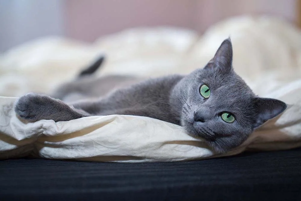 Gato: cor azul da raça azul russo