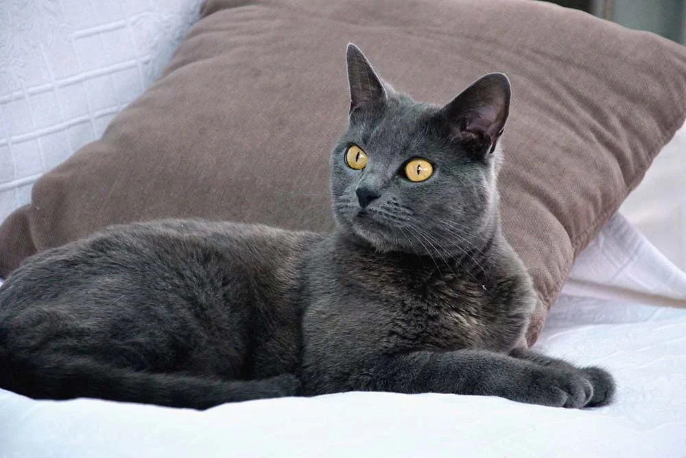 Gato de raça cinza: Chartreux é muito conhecido por seus pelos