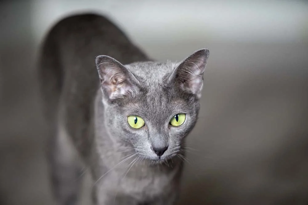 Gato cinza: olho verde do Korat é um grande diferencial