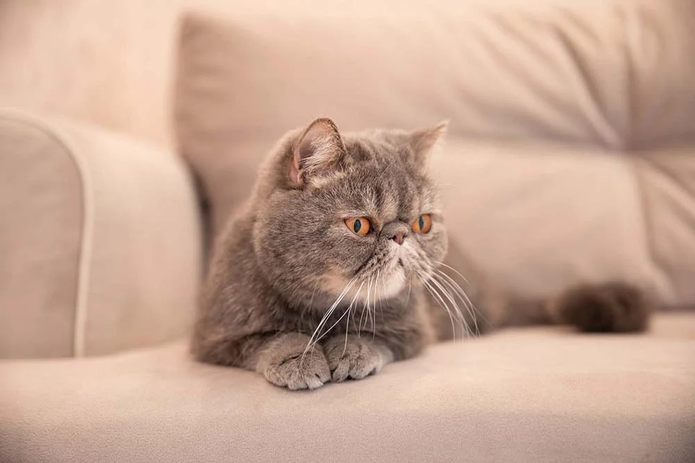 Persa: gato cinza é um dos mais queridinhos