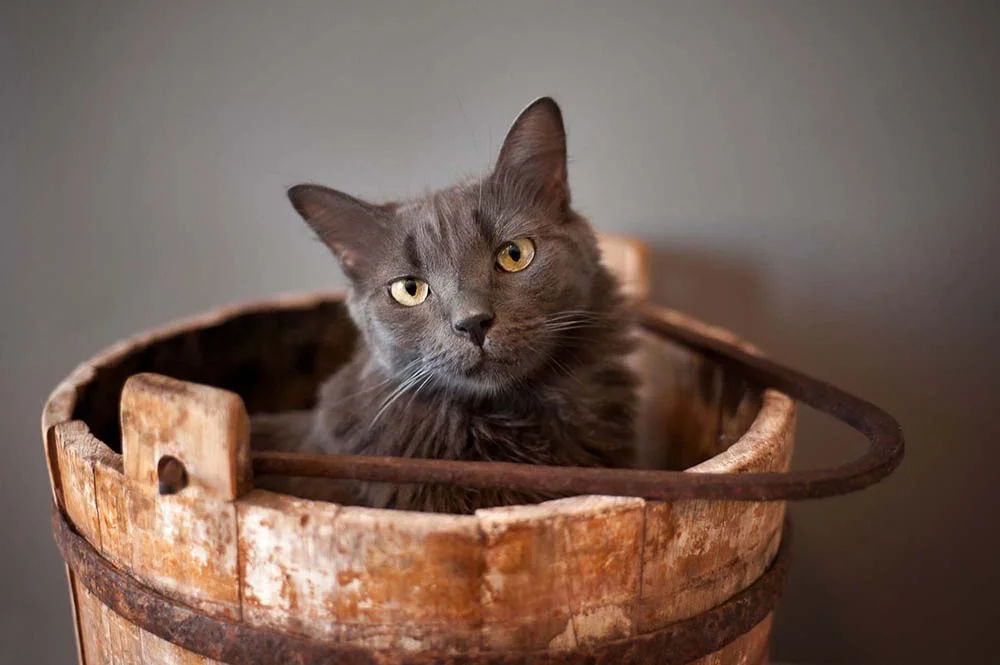 Foto de gato cinza: a raça Nebelung é pouco popular, mas pode surpreender