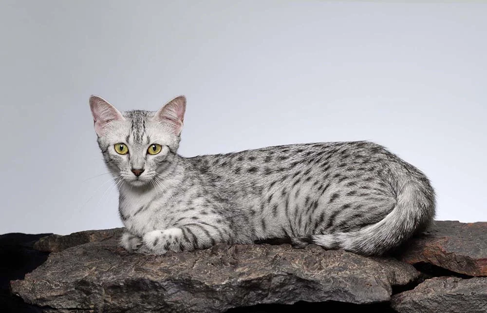 Raça de gato cinza e branco: Mau Egípcio tem as duas cores na sua pelagem de forma mesclada