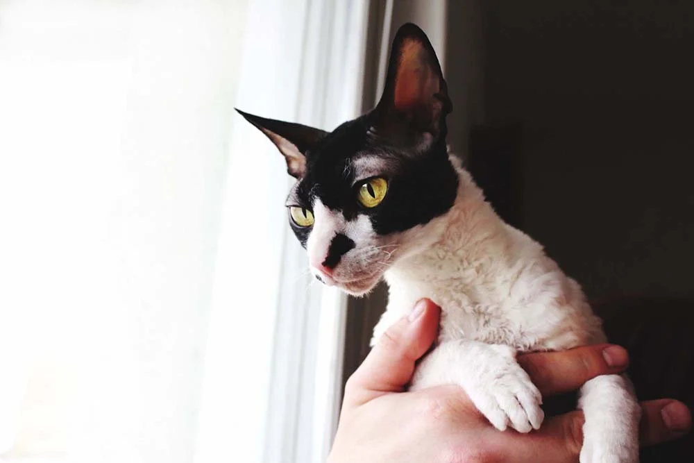 Gato preto e branco sendo segurado pelas mãos 