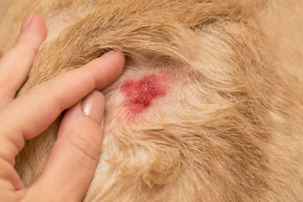 Feridas em cachorro: manchas vermelhas pelo corpo podem indicar um caso de dermatite atópica ou até alergia contato