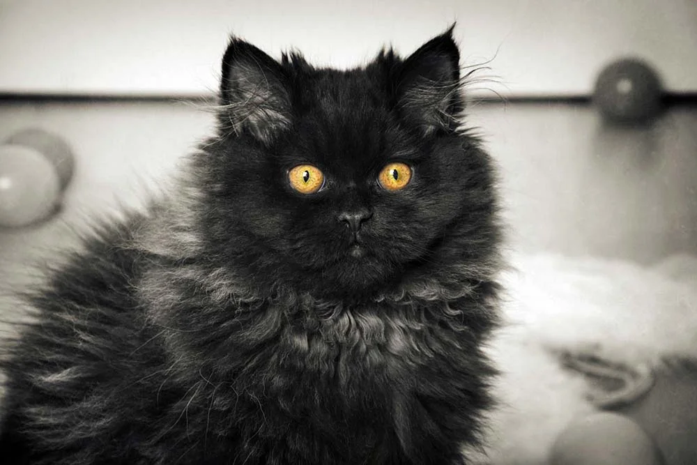 Gato cinza com preto: o Siamês pode ter a mistura das duas cores