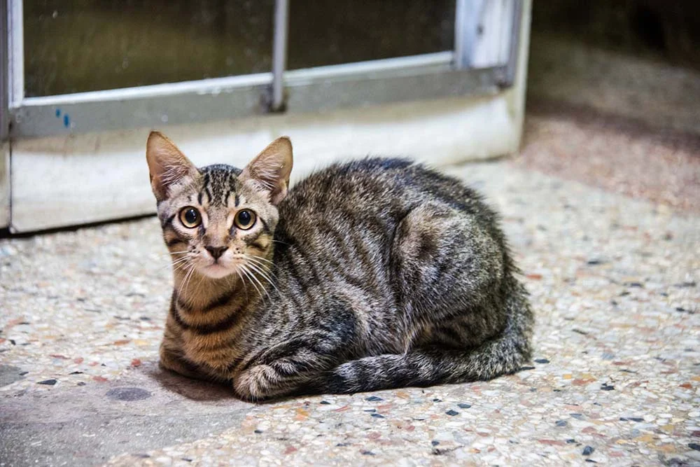 Cores de gato: gato malhado deitado no chão