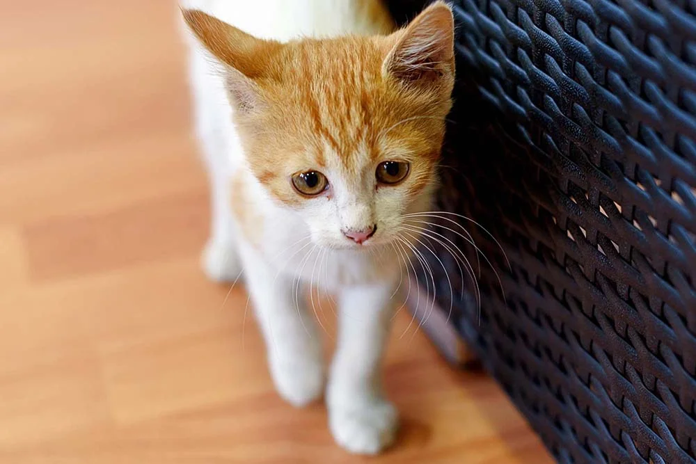 Gato laranja e branco andando em casa