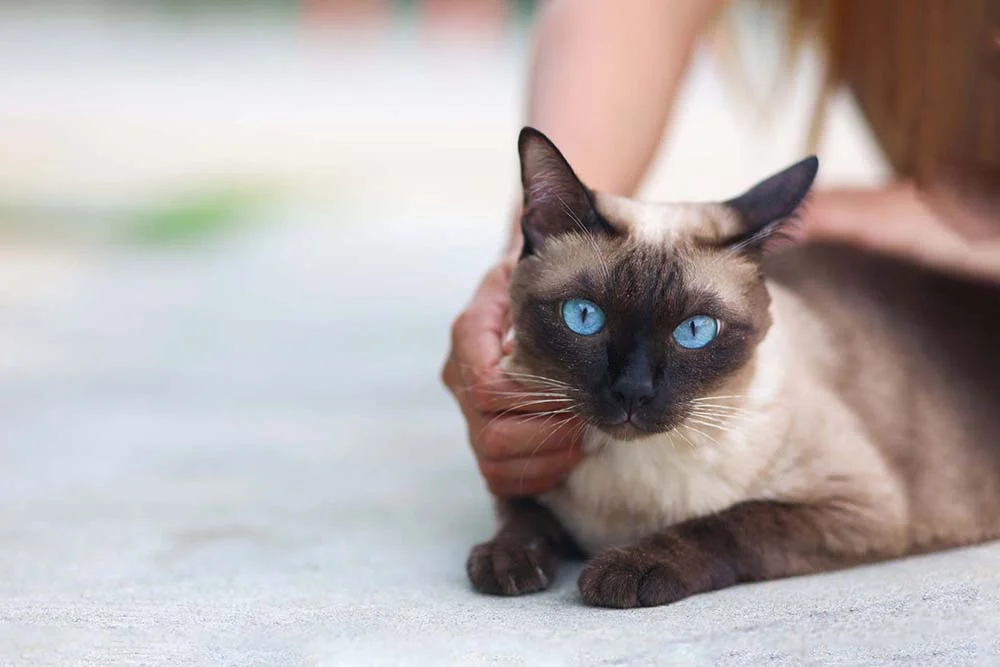 Gato Siamês recebendo carinho da tutora